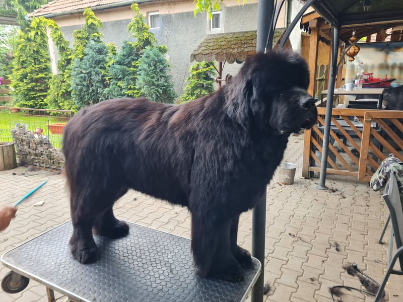 Neufundländer Rüde