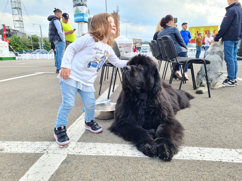 Neufundländer Rüde