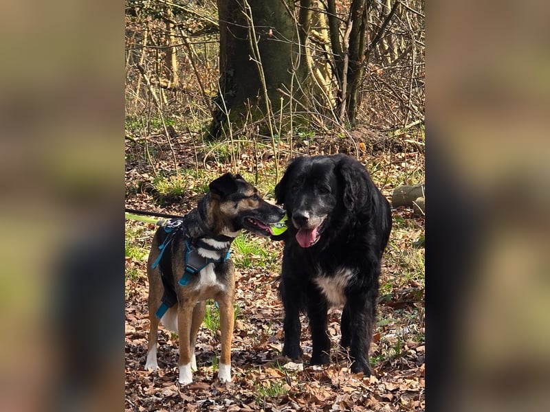 Sandro - kinderlieb, freundlich, gechillt