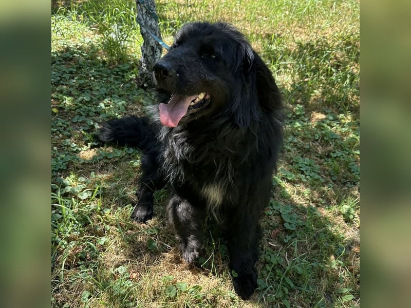 Morty ein Friendly-Dog