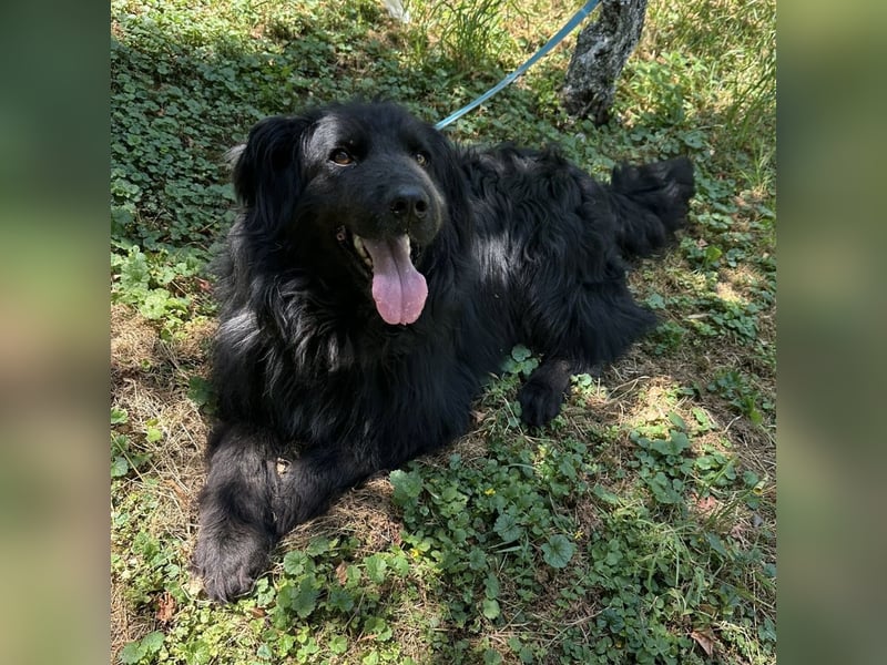 Morty ein Friendly-Dog