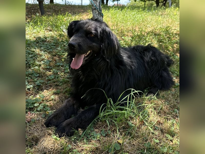 Morty ein Friendly-Dog