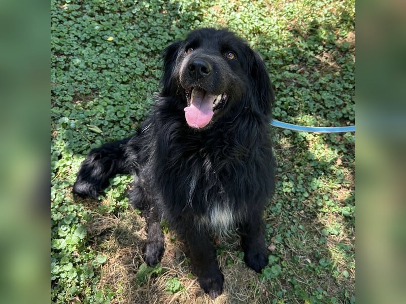 Morty ein Friendly-Dog