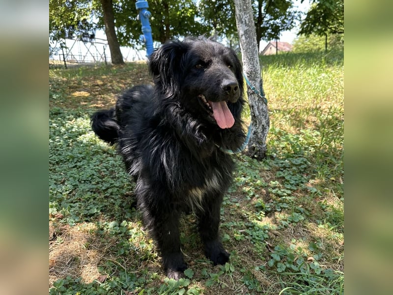 Morty ein Friendly-Dog