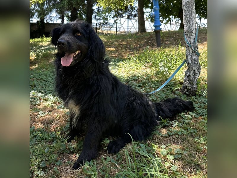 Morty ein Friendly-Dog