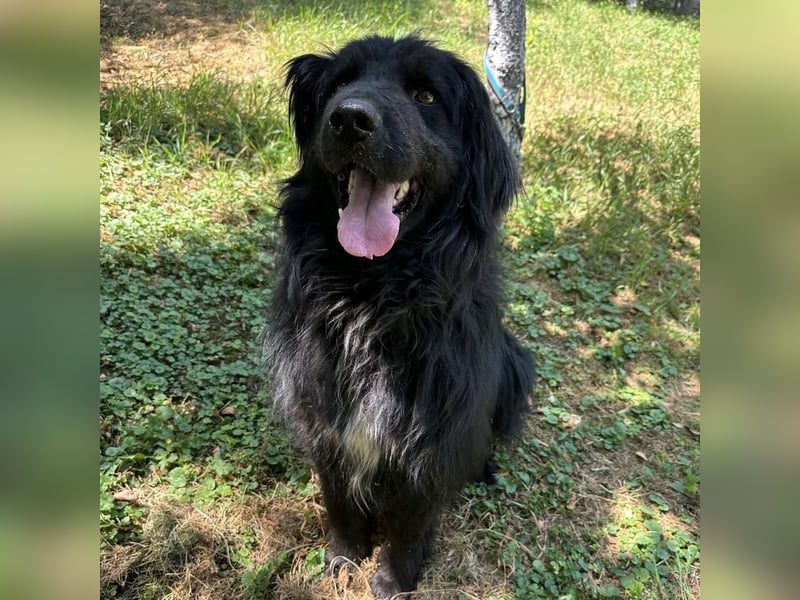 Morty ein Friendly-Dog
