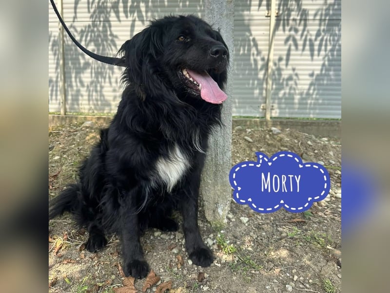 Morty ein Friendly-Dog