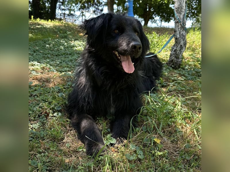 Morty ein Friendly-Dog
