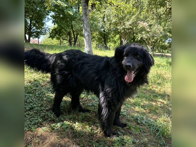 Morty ein Friendly-Dog