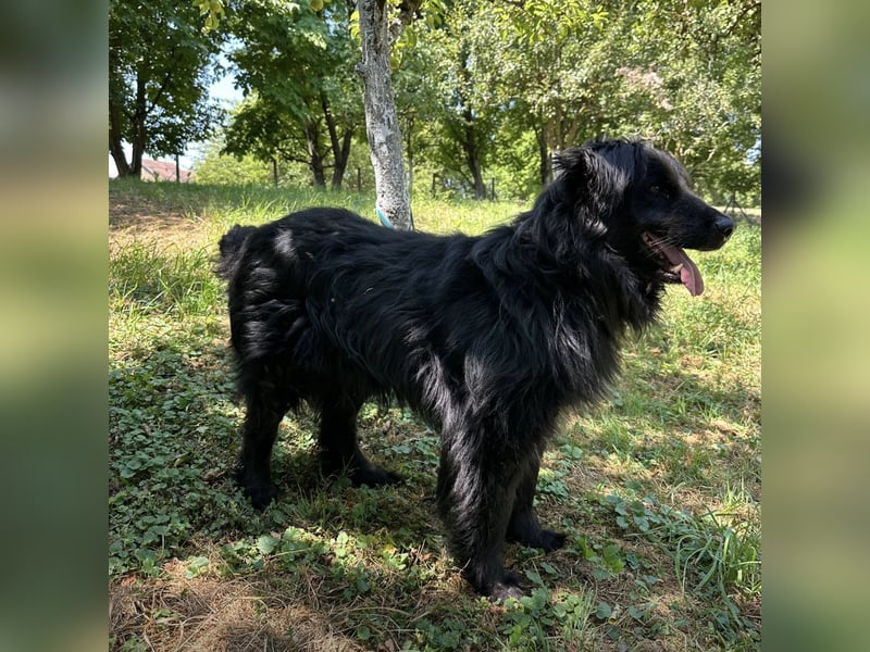 Morty ein Friendly-Dog