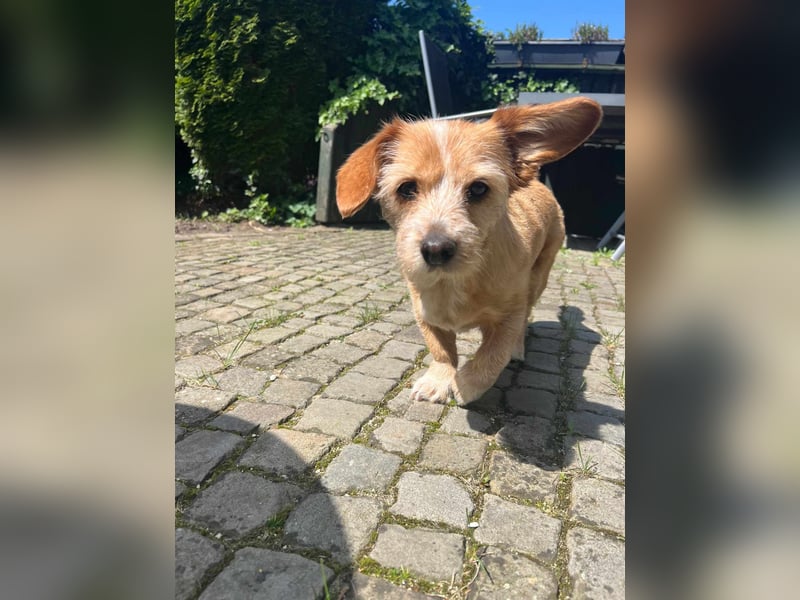 Lala sucht ein ruhiges Zuhause