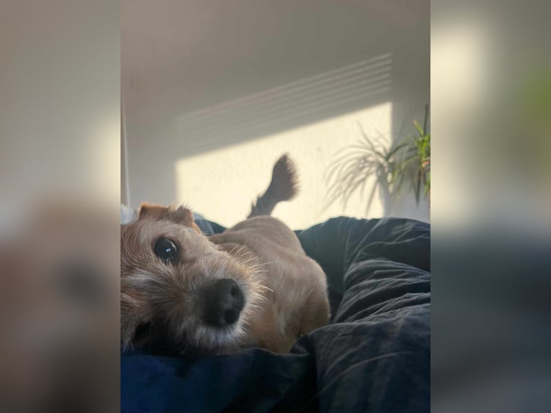Lala sucht ein ruhiges Zuhause