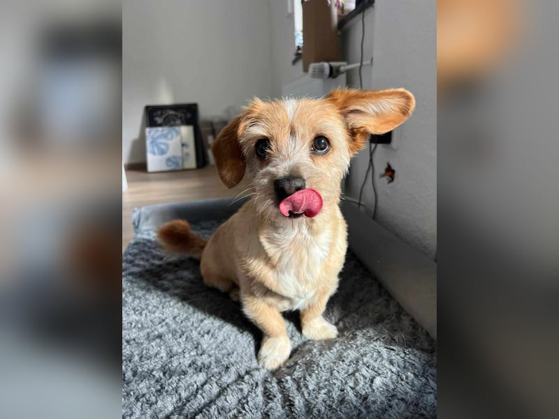 Lala sucht ein ruhiges Zuhause
