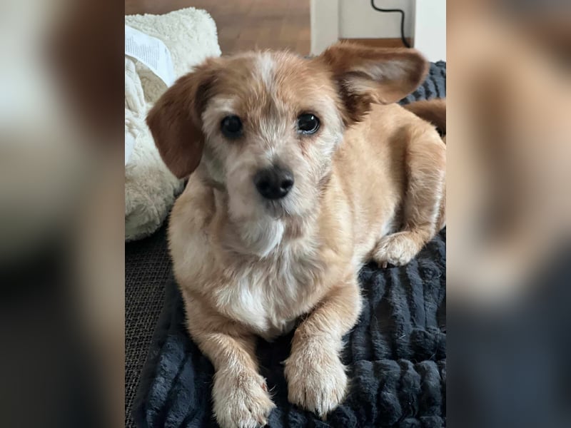 Lala sucht ein ruhiges Zuhause