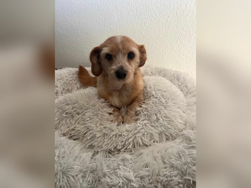 Lala sucht ein ruhiges Zuhause