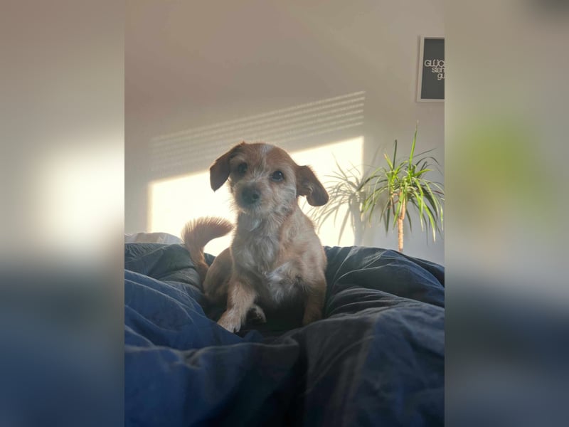Lala sucht ein ruhiges Zuhause