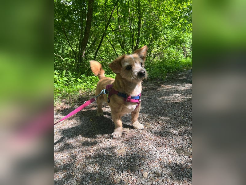 Lala sucht ein ruhiges Zuhause
