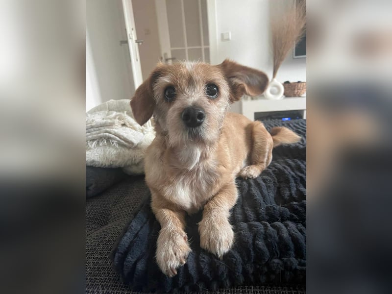 Lala sucht ein ruhiges Zuhause