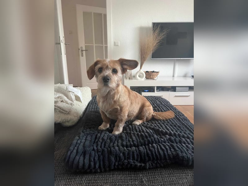 Lala sucht ein ruhiges Zuhause