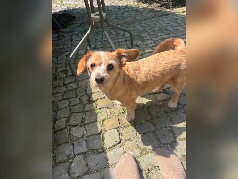Lala sucht ein ruhiges Zuhause