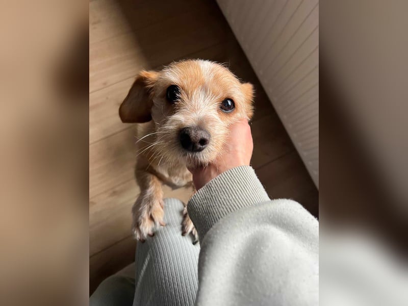 Lala sucht ein ruhiges Zuhause