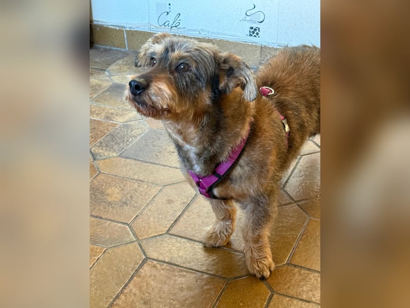 Barnaby, Pflegestelle 48249 Dülmen