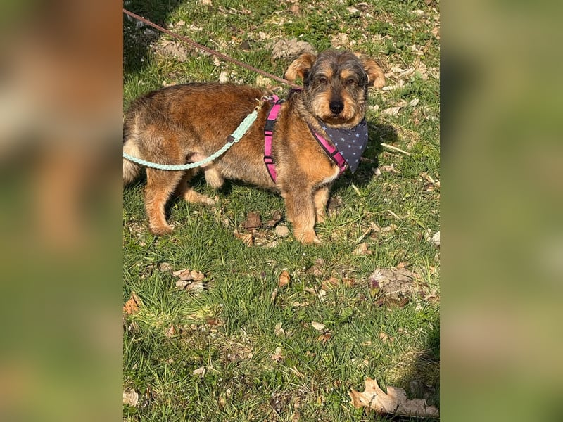 Barnaby, Pflegestelle 48249 Dülmen