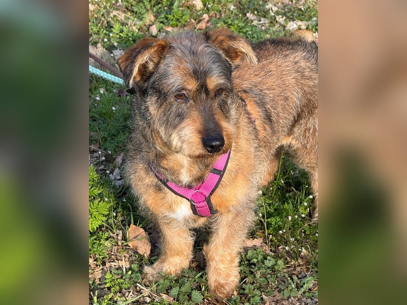 Barnaby, Pflegestelle 48249 Dülmen