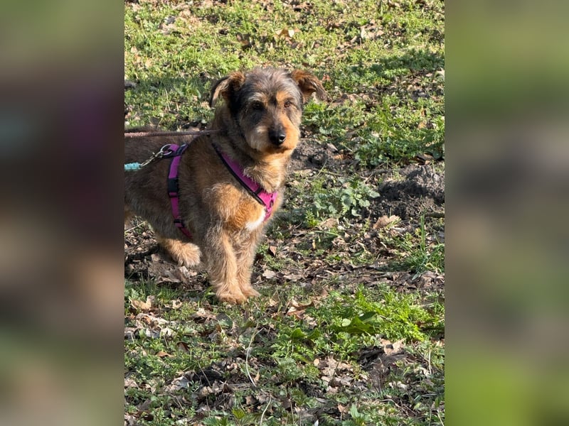 Barnaby, Pflegestelle 48249 Dülmen