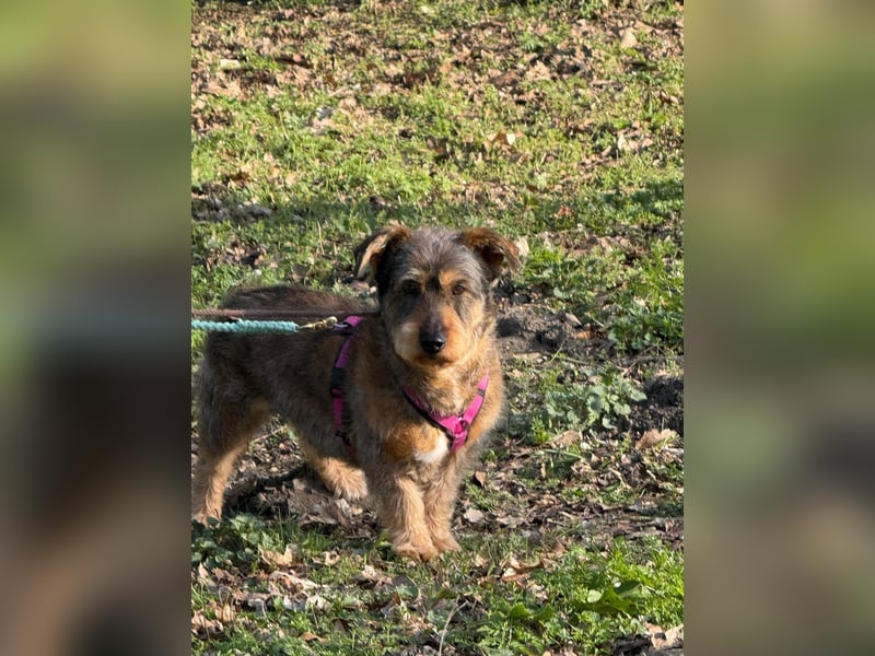 Barnaby, Pflegestelle 48249 Dülmen