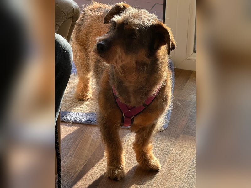 Barnaby, Pflegestelle 48249 Dülmen