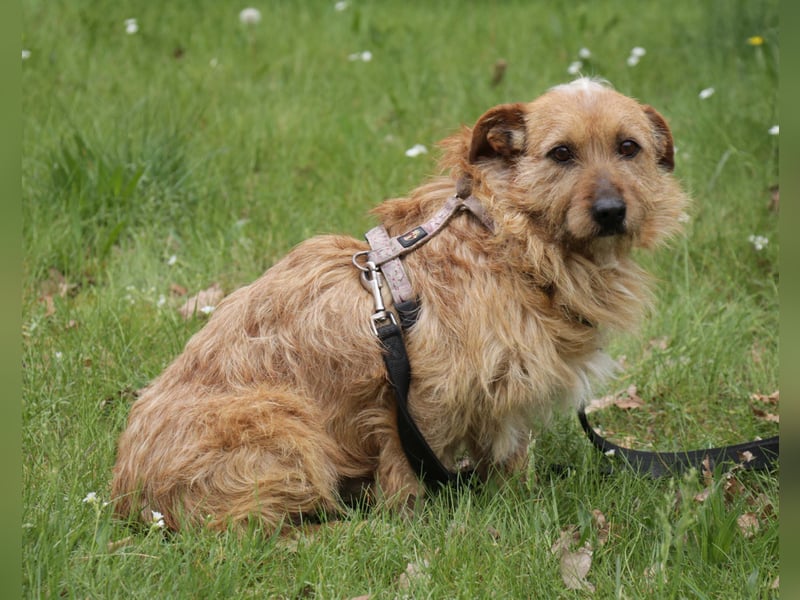 Vuk 36 cm geb. 08/2020 ähnelt einem Norfolk Terrier wartet in Feggendorf bei Hannover
