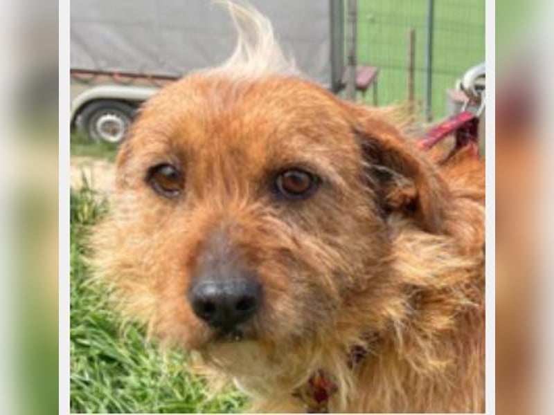 Vuk 36 cm geb. 08/2020 ähnelt einem Norfolk Terrier