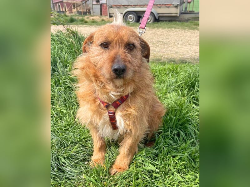 Vuk 36 cm geb. 08/2020 ähnelt einem Norfolk Terrier