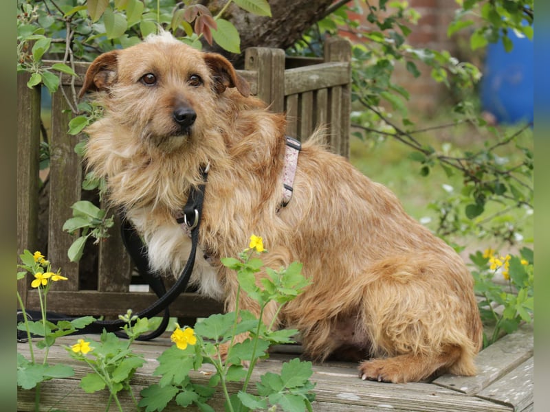 Vuk 36 cm geb. 08/2020 ähnelt einem Norfolk Terrier wartet in Feggendorf bei Hannover