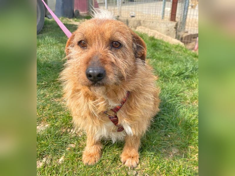 Vuk 36 cm geb. 08/2020 ähnelt einem Norfolk Terrier