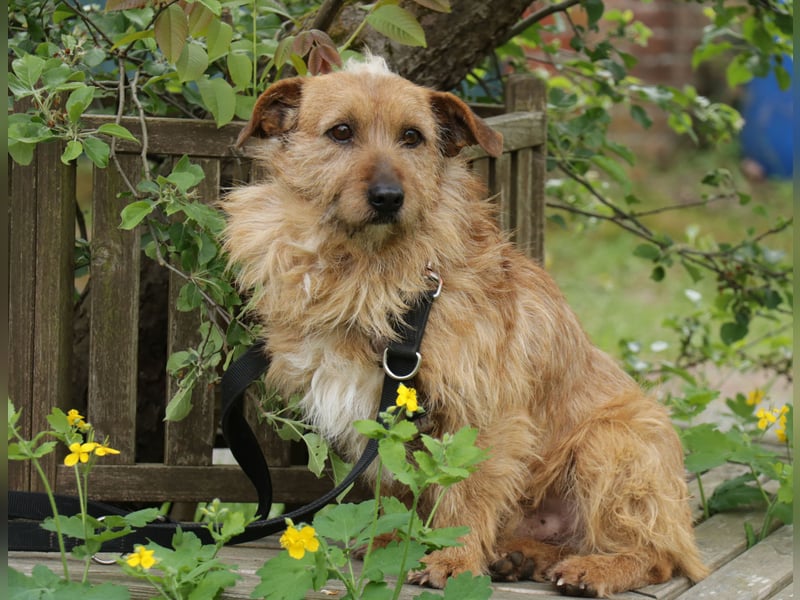 Vuk 36 cm geb. 08/2020 ähnelt einem Norfolk Terrier wartet in Feggendorf bei Hannover