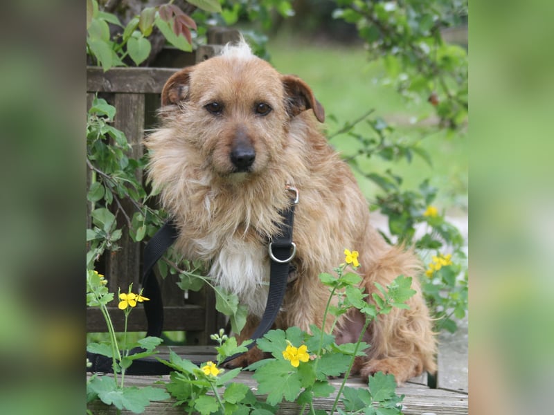 Vuk 36 cm geb. 08/2020 ähnelt einem Norfolk Terrier wartet in Feggendorf bei Hannover