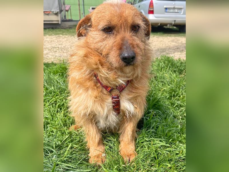 Vuk 36 cm geb. 08/2020 ähnelt einem Norfolk Terrier