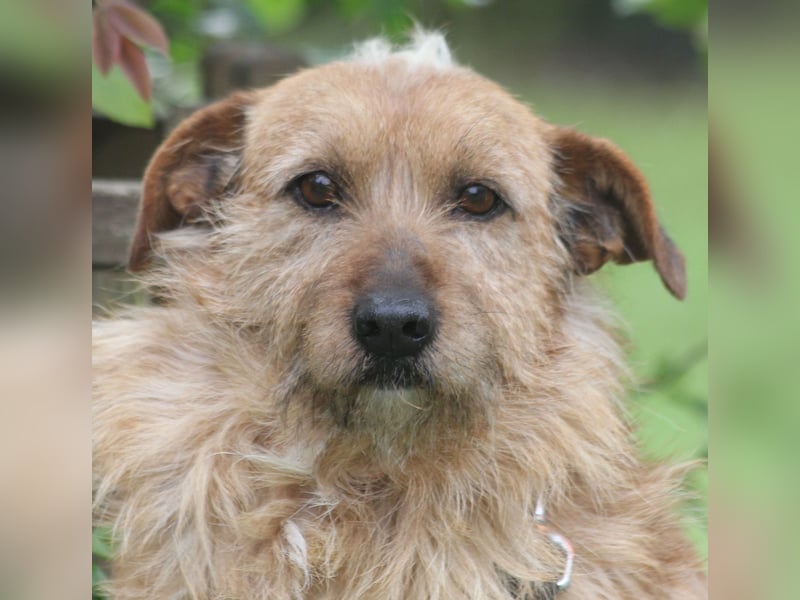Vuk 36 cm geb. 08/2020 ähnelt einem Norfolk Terrier wartet in Feggendorf bei Hannover