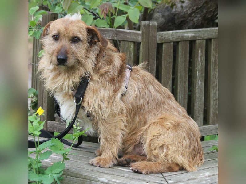 Vuk 36 cm geb. 08/2020 ähnelt einem Norfolk Terrier wartet in Feggendorf bei Hannover