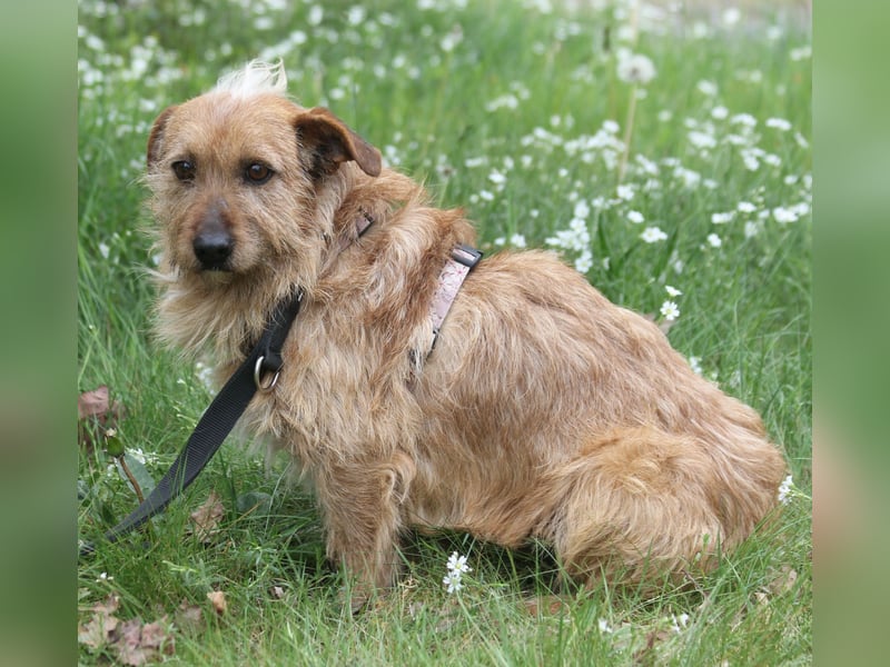 Vuk 36 cm geb. 08/2020 ähnelt einem Norfolk Terrier wartet in Feggendorf bei Hannover