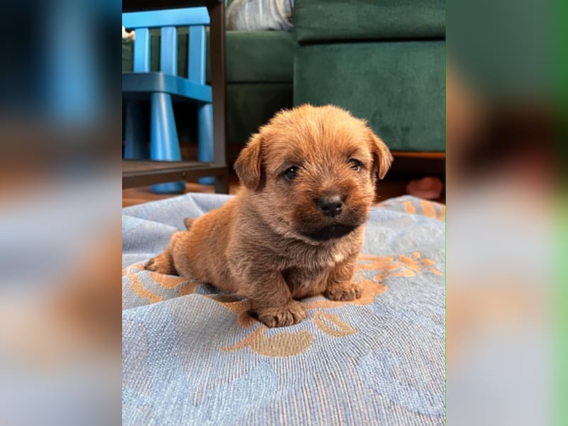 Norfolk Terrier Welpen aus der Zucht VILMHOF FCI