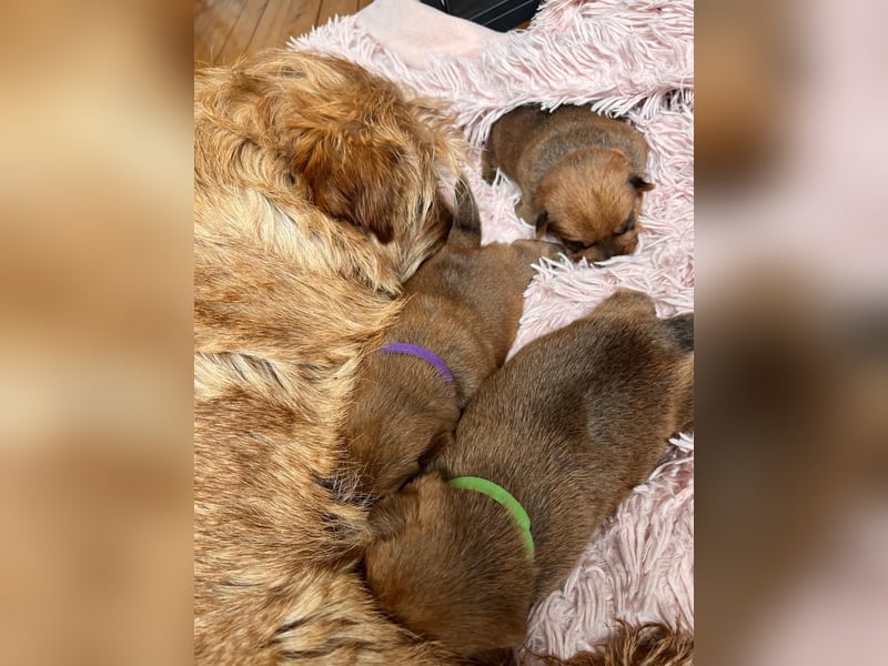Norfolk Terrier Welpen aus der Zucht VILMHOF FCI