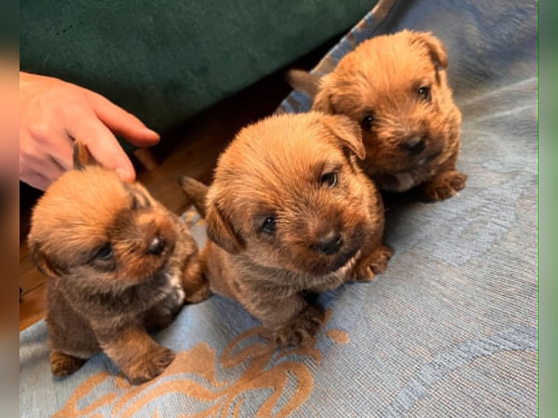 Norfolk Terrier Welpen aus der Zucht VILMHOF FCI