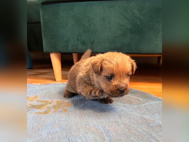 Norfolk Terrier Welpen aus der Zucht VILMHOF FCI