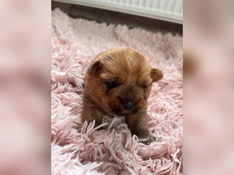 Norfolk Terrier Welpen aus der Zucht VILMHOF FCI