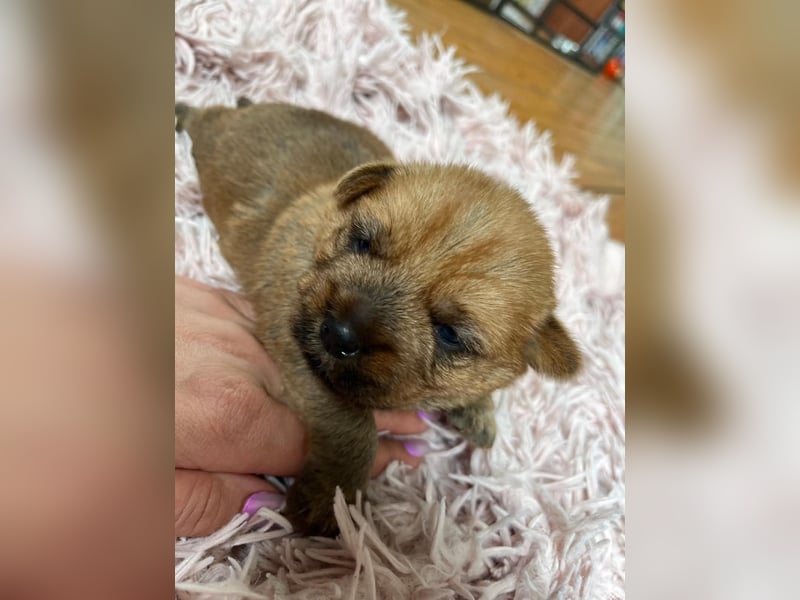 Norfolk Terrier Welpen aus der Zucht VILMHOF FCI