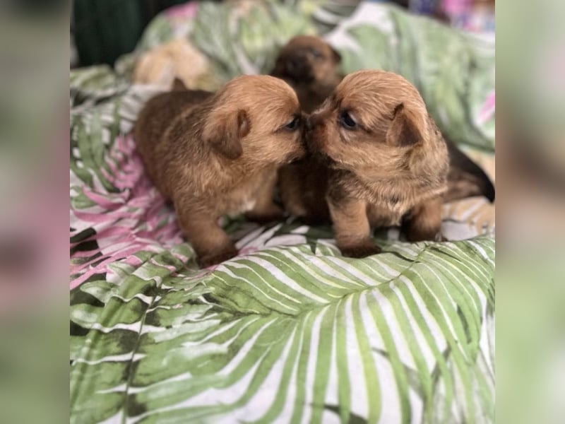 Norfolk Terrier Welpen aus der Zucht VILMHOF FCI