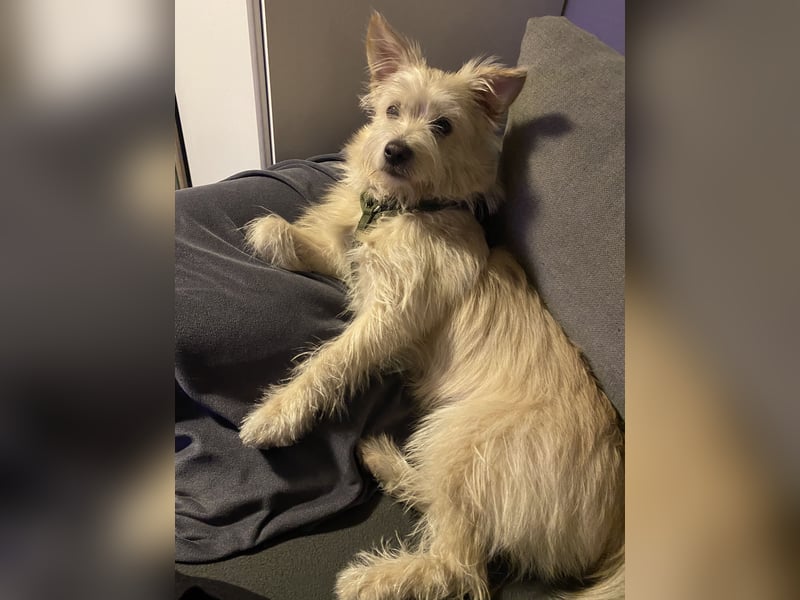 Mischling Hund zum verkaufen